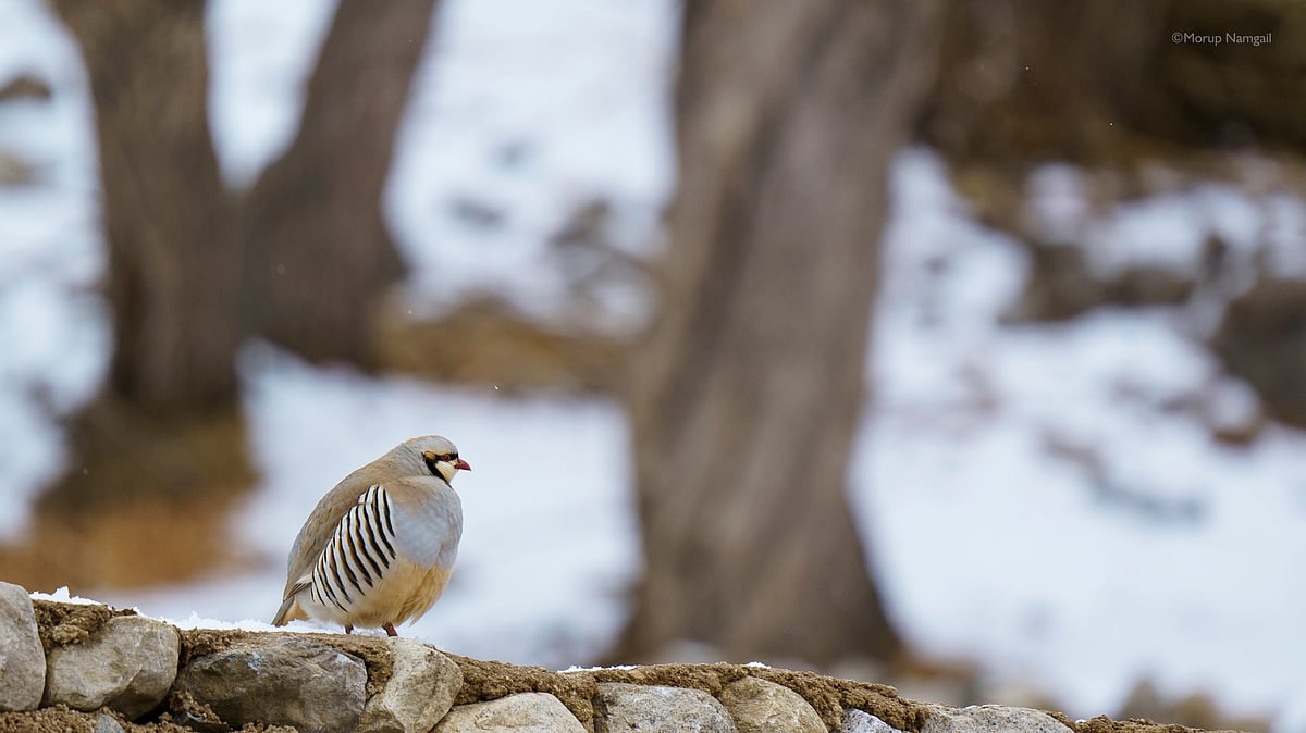 Chukar, a chickenlike game bird with a plump body, short legs, and a small round head