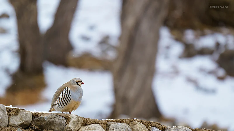 Chukar, a chickenlike game bird with a plump body, short legs, and a small round head