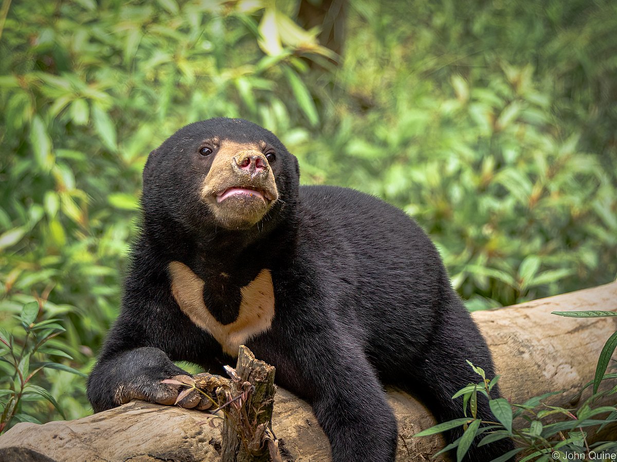 Sun bear