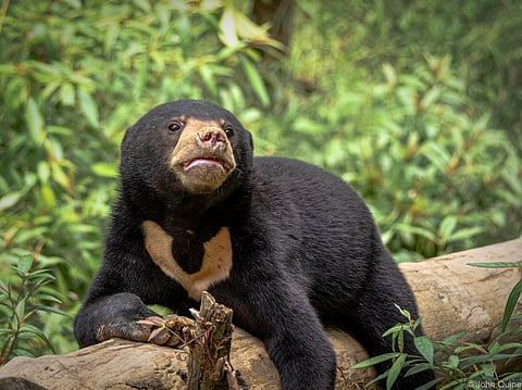 Sun bear