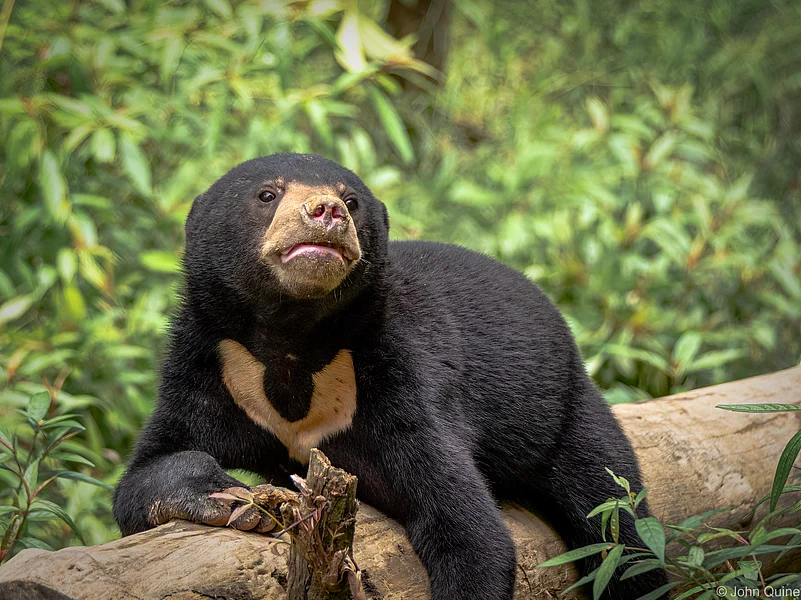 Sun bear