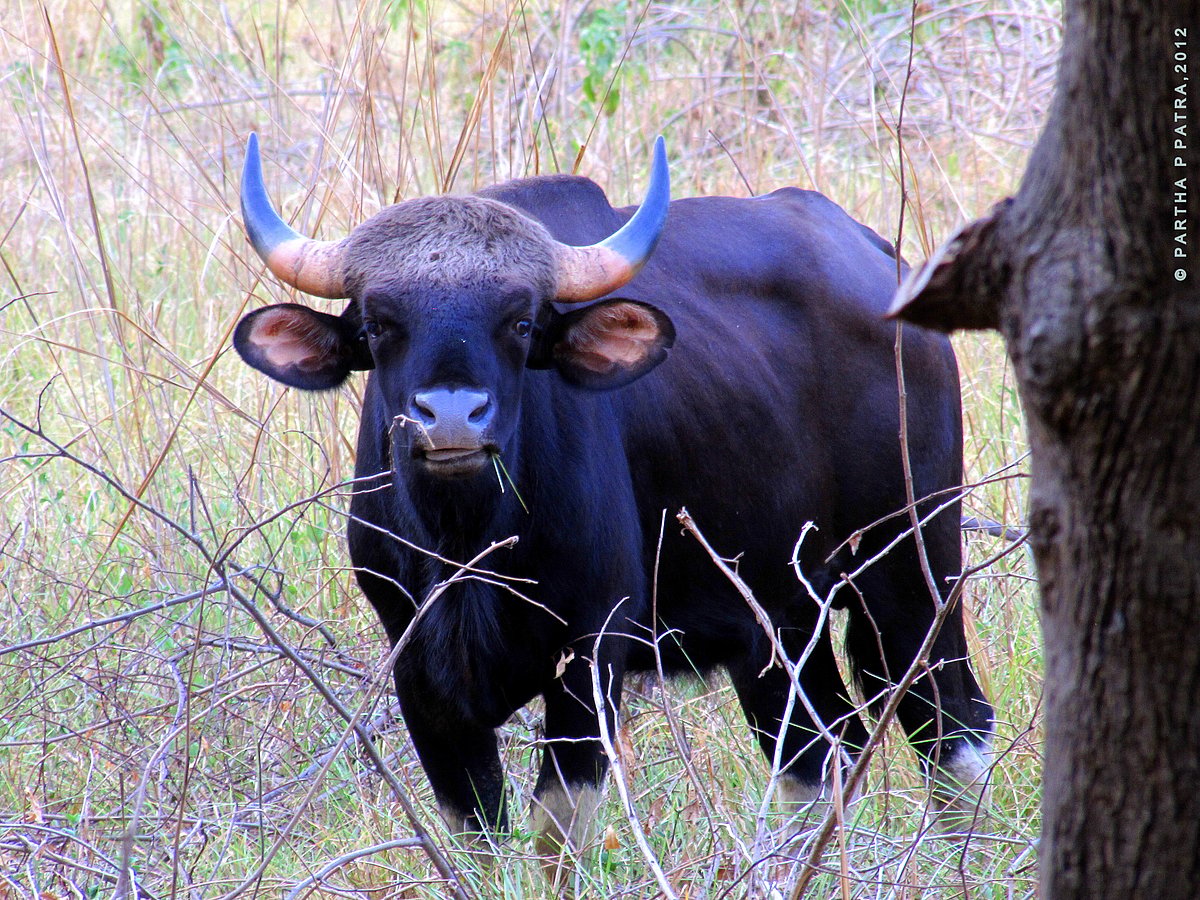 Gaur at the Debrigarh Wildlife Sanctuary