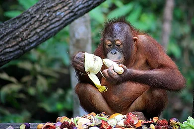 Wikimedia Commons: Joe Hunt : A young orangutan peeling fruit