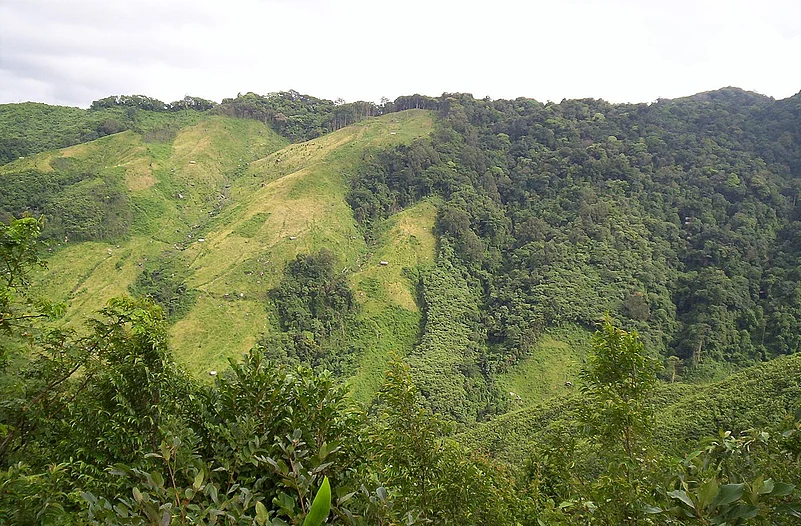 Jhum cultivation, Nokrek Biosphere Reserve