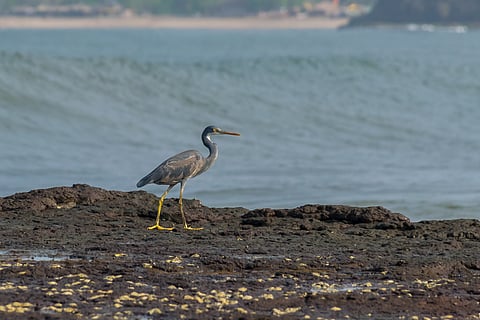 A grey heron or gray heron bird perching on the rocks of Velneshwar beach in Maharashtra