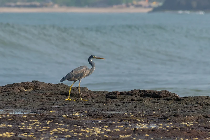 A grey heron or gray heron bird perching on the rocks of Velneshwar beach in Maharashtra