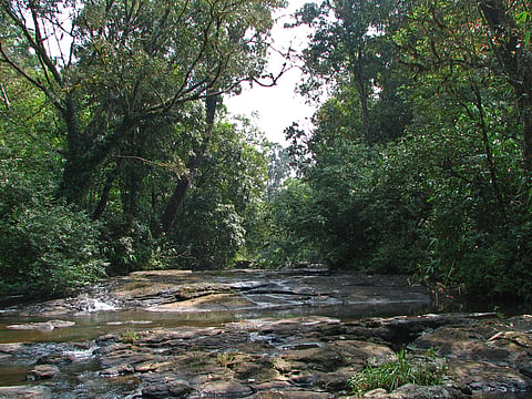 Periyar's core area is known for its rich and well-maintained biodiversity