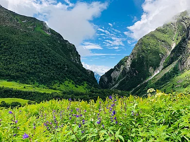 Shutterstock : Valley of flowers national park, Chamoli