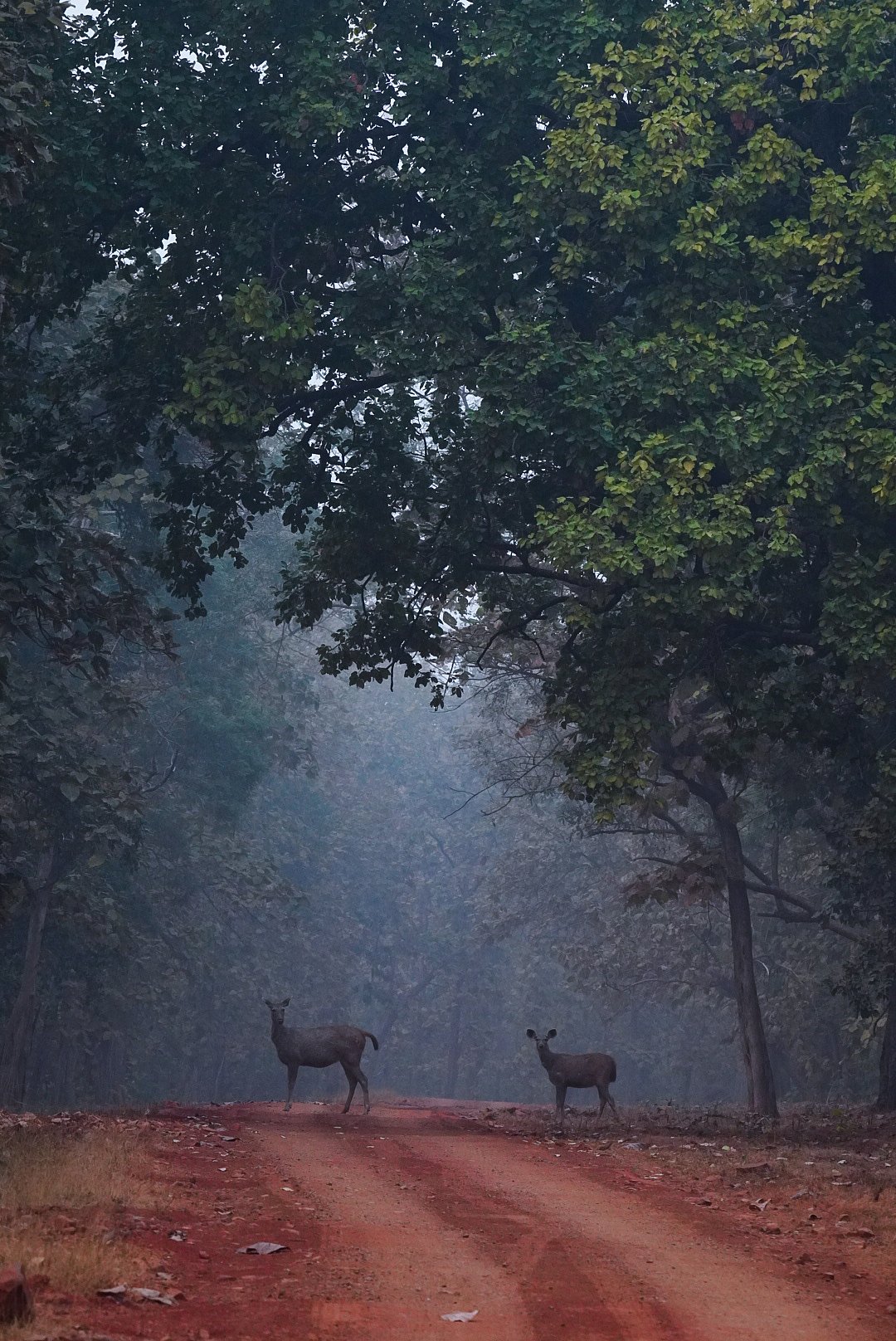 Two sambar deers crossing the safari road within TATR