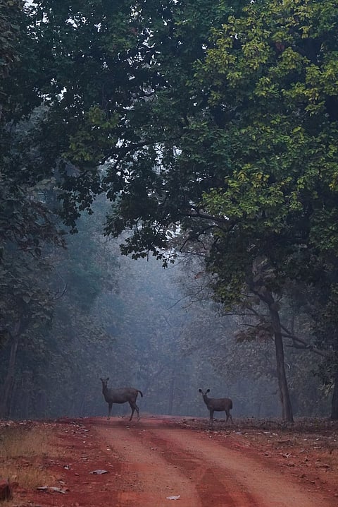 Two sambar deers crossing the safari road within TATR