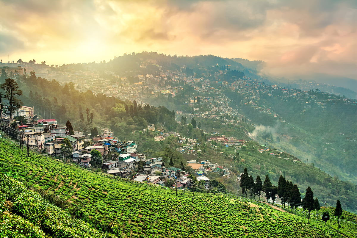 Tea plantations in Darjeeling, West Bengal