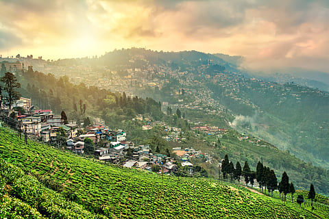 Tea plantations in Darjeeling, West Bengal