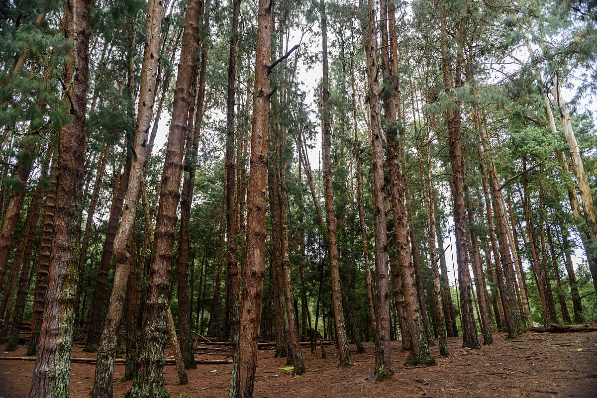 The Pine Forest is a prime location to take excellent photographs