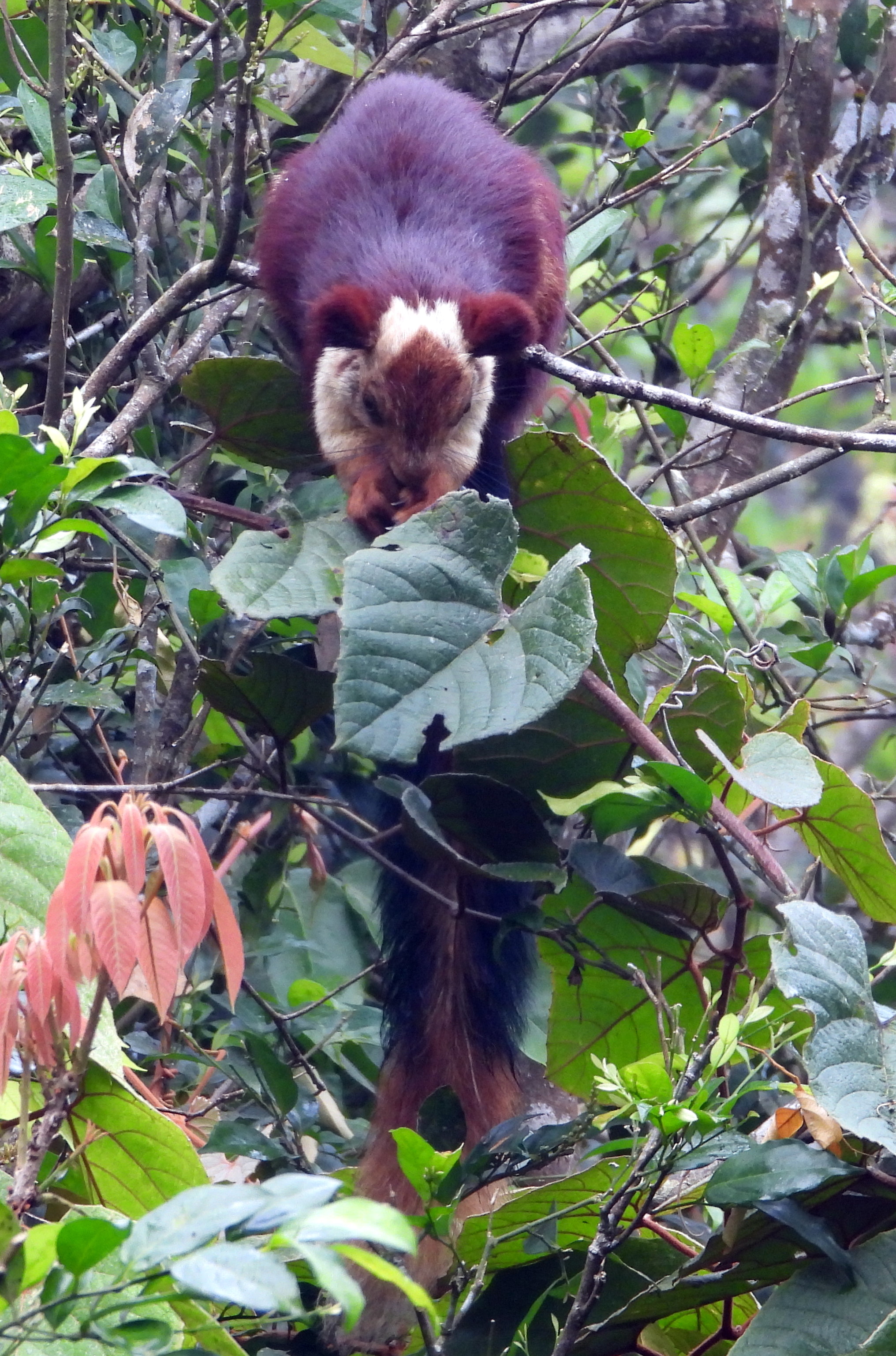 Malabar Giant Squirrel