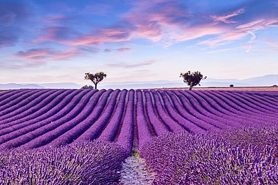 Shutterstock : Lavender field summer sunset landscape