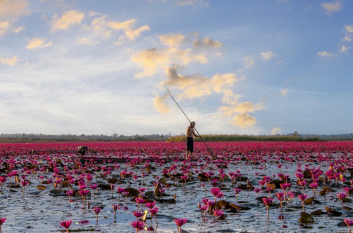 Thai fisherfolk catch fresh water fish in Talay Bua Daeng