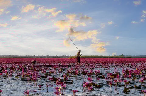 Thai fisherfolk catch fresh water fish in Talay Bua Daeng