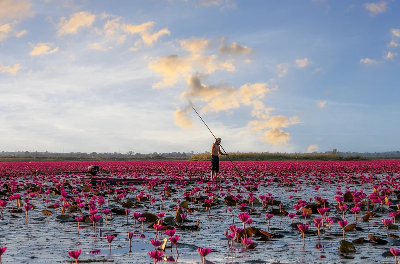 Thai fisherfolk catch fresh water fish in Talay Bua Daeng