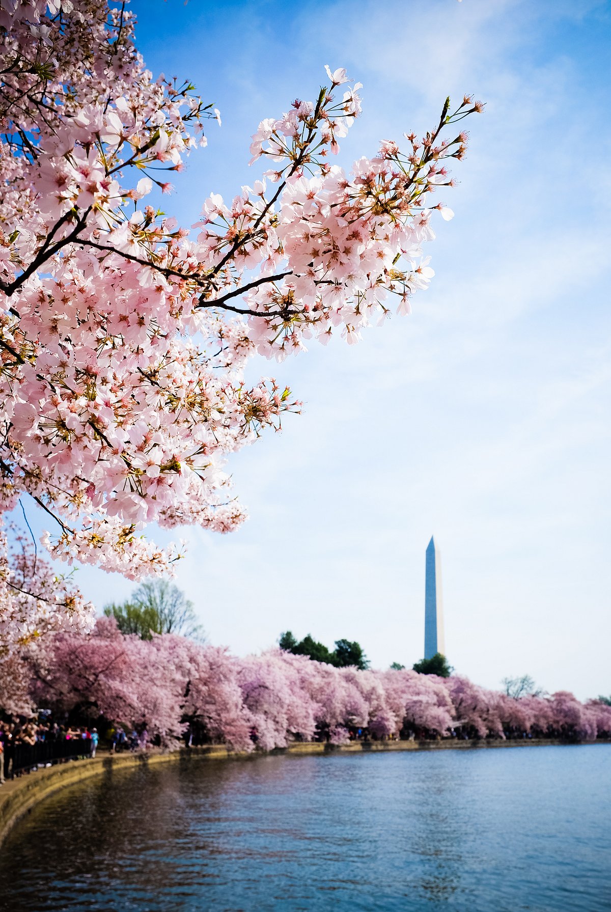 Shutterstock : Cherry Blossom Festival in Washington DC