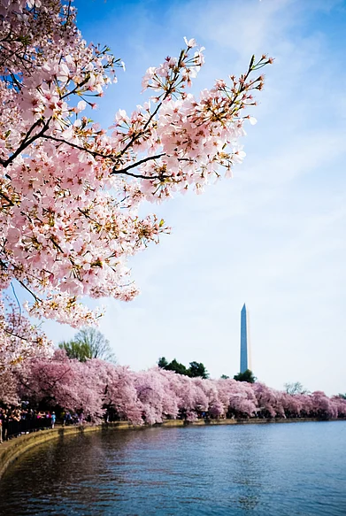 Shutterstock : Cherry Blossom Festival in Washington DC