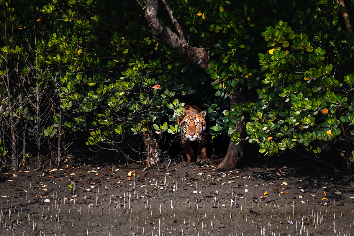 The Royal Bengal Tiger, also known as the swamp tiger from Sundarbans