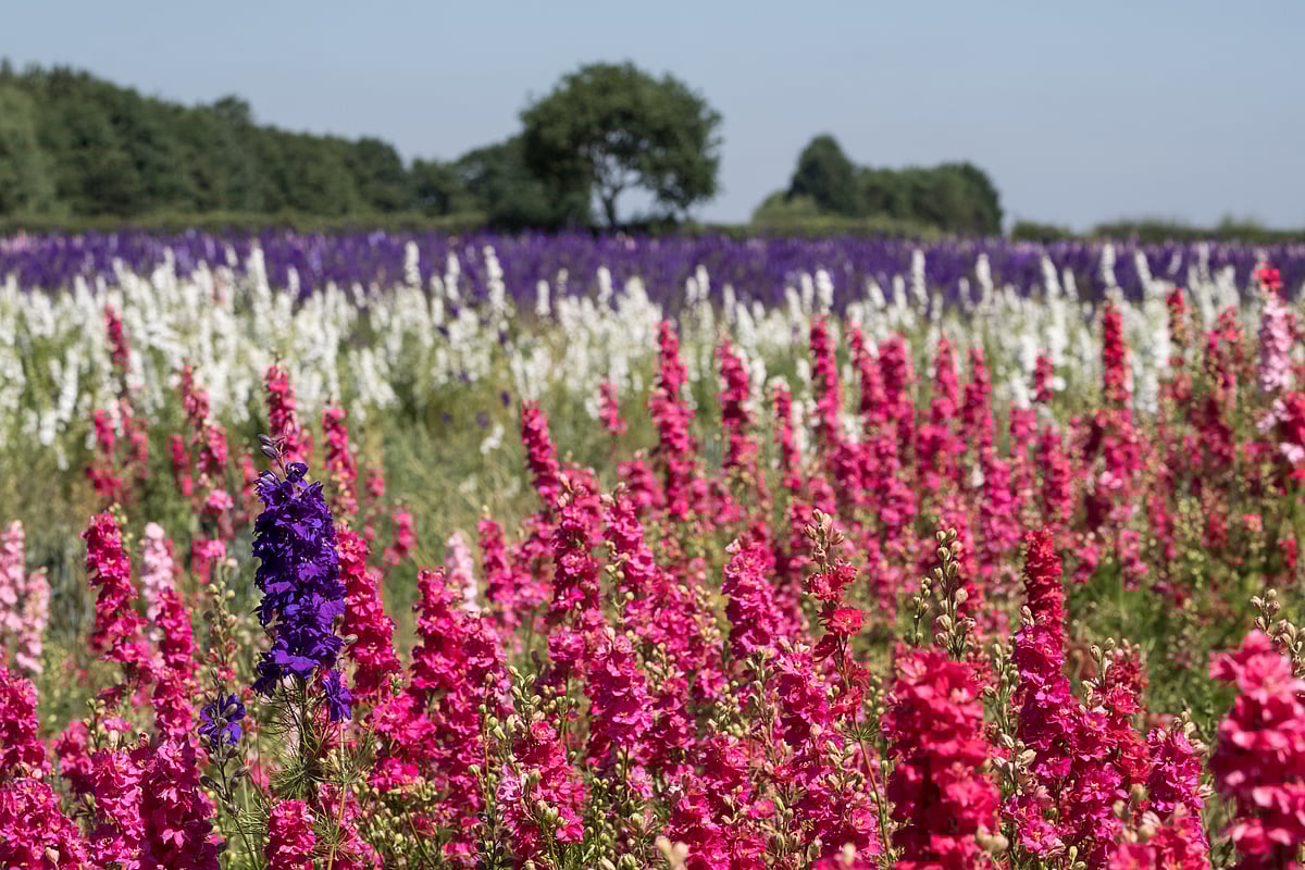 Confetti Flower Field