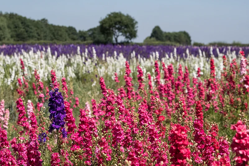 Confetti Flower Field