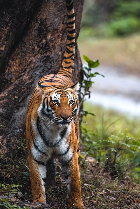 Tigress Pedwali from Jim Corbett National Park