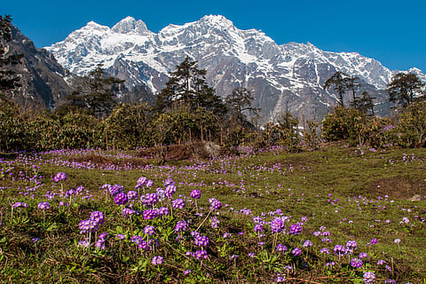 The flowers bloom in the backdrop of the mountain ranges