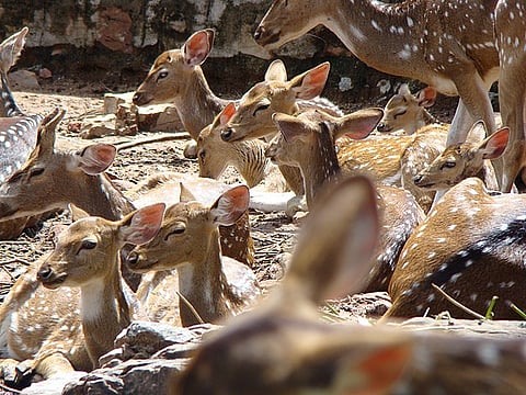 Spotted deer in Tirumala