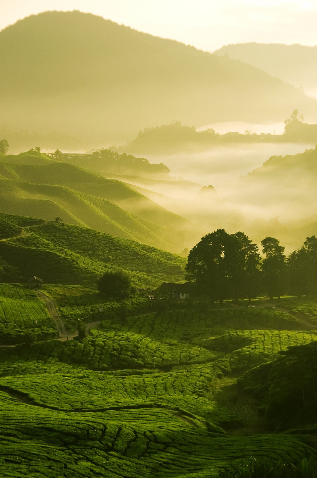 Misty morning in tea farm at Cameron Highland, Malaysia