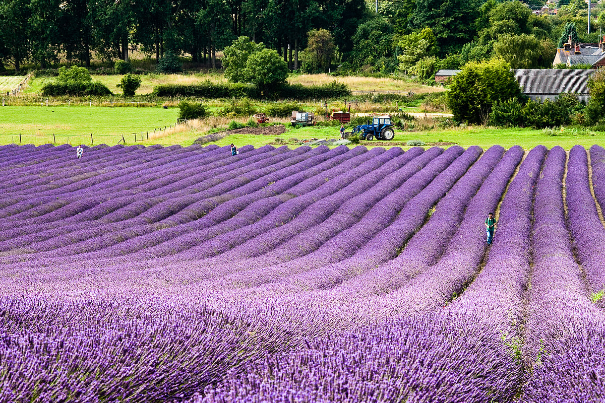 A view of Hitchin Lavender Farm