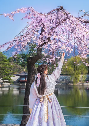 Shutterstock : Cherry blossoms and a women wearing the South Korean national hanbok at Gyeongbokgung Palace