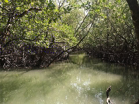 The mangrove forest of Havelock island