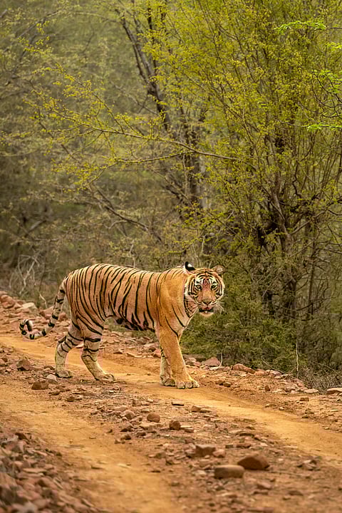 A Critical Tiger Habitat (CTH) is a legally designated core area within a tiger reserve that is focused on tiger conservation