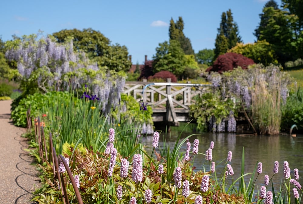 Lois GoBe/Shutterstock : Bistort flowers growing by the stream at the RHS Wisley Garden in Surrey, UK