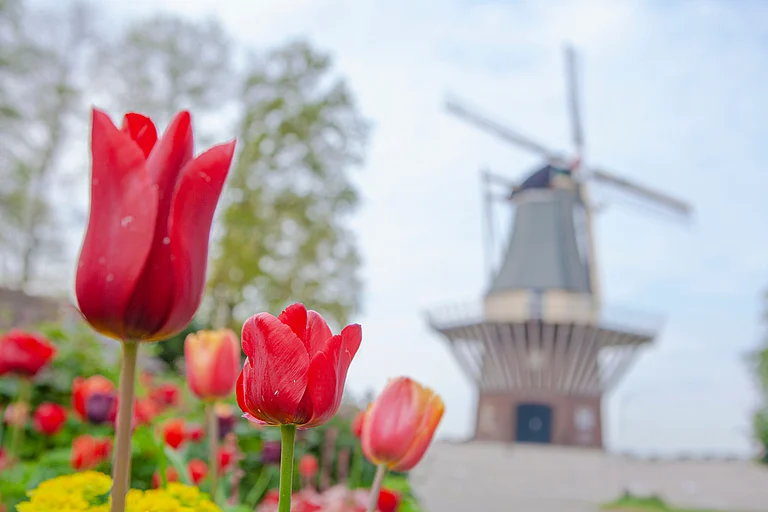 Keukenhof located outside Amsterdam has vast gardens with seven million tulip bulbs - Alexandra Lande/Shutterstock