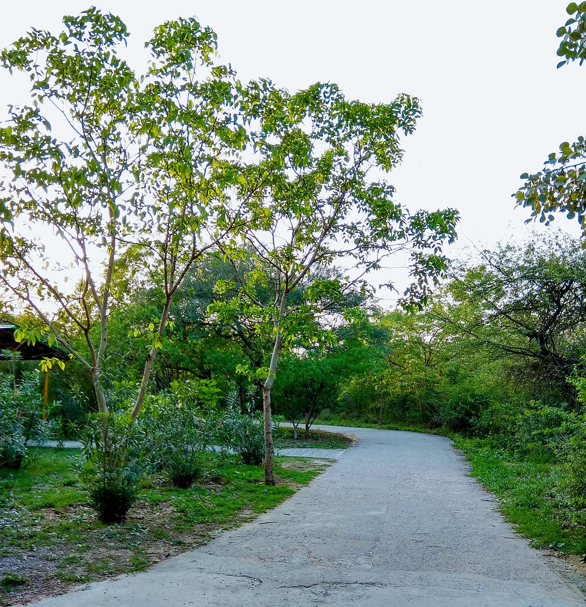 Jahanpanah City Forest will bring you spring joy as you step into this green paradise