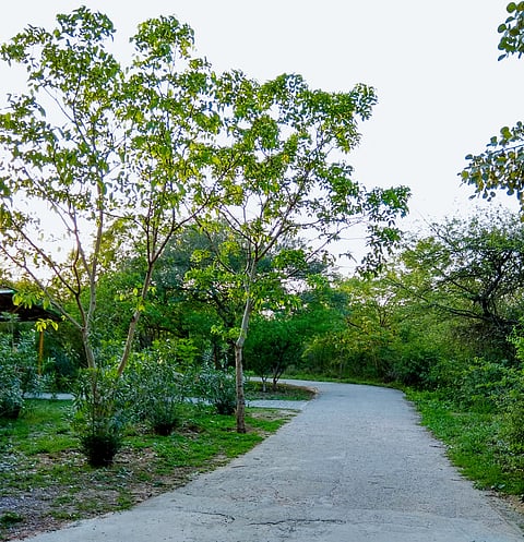 Jahanpanah City Forest will bring you spring joy as you step into this green paradise