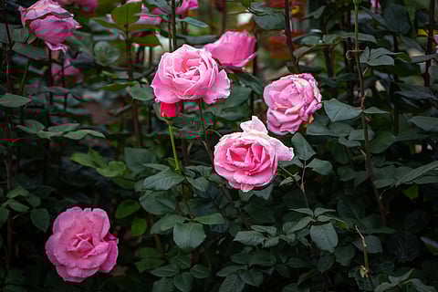 The 12-acre Kodaikanal Rose Garden has 100,000 plants