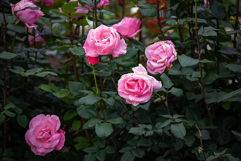 The 12-acre Kodaikanal Rose Garden has 100,000 plants