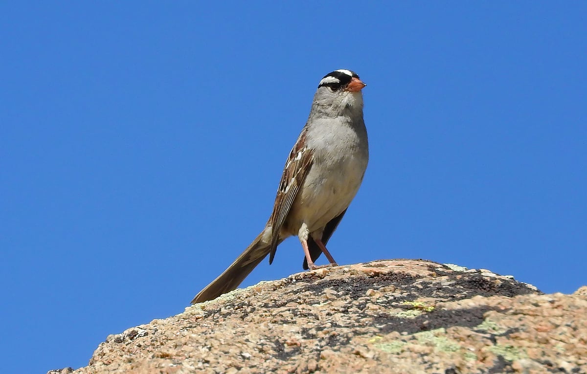National Sparrow Day 2024