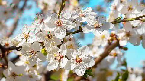 The four kanji characters for oubaitori stand for four blossoms: cherry, apricot, peach and plum