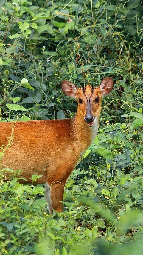 A barking deer