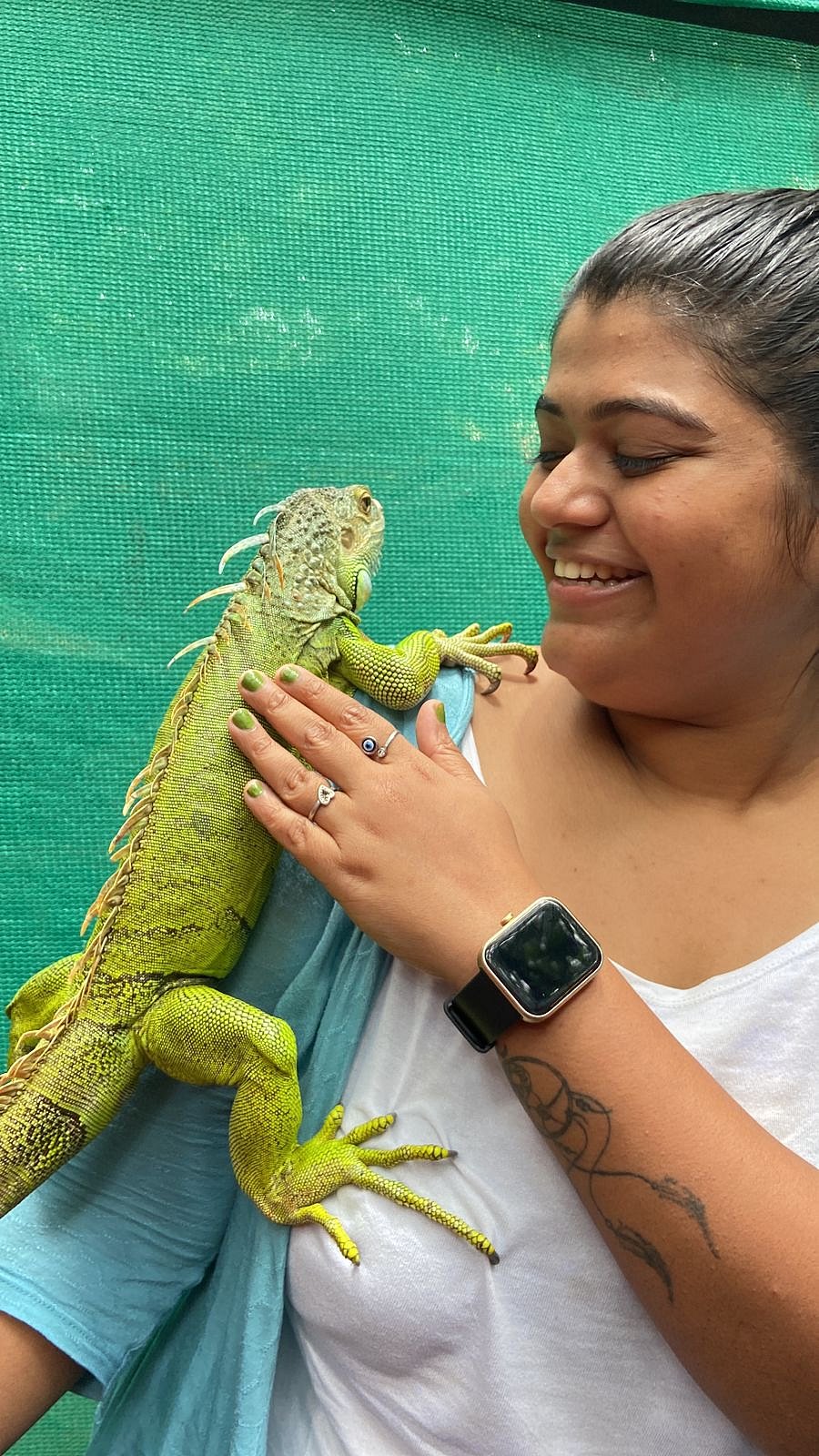 An iguana latches onto Korde in Mumbai