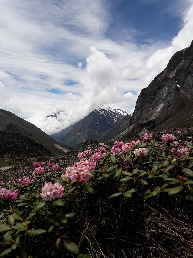 Yumthang boasts an abundance of flower species