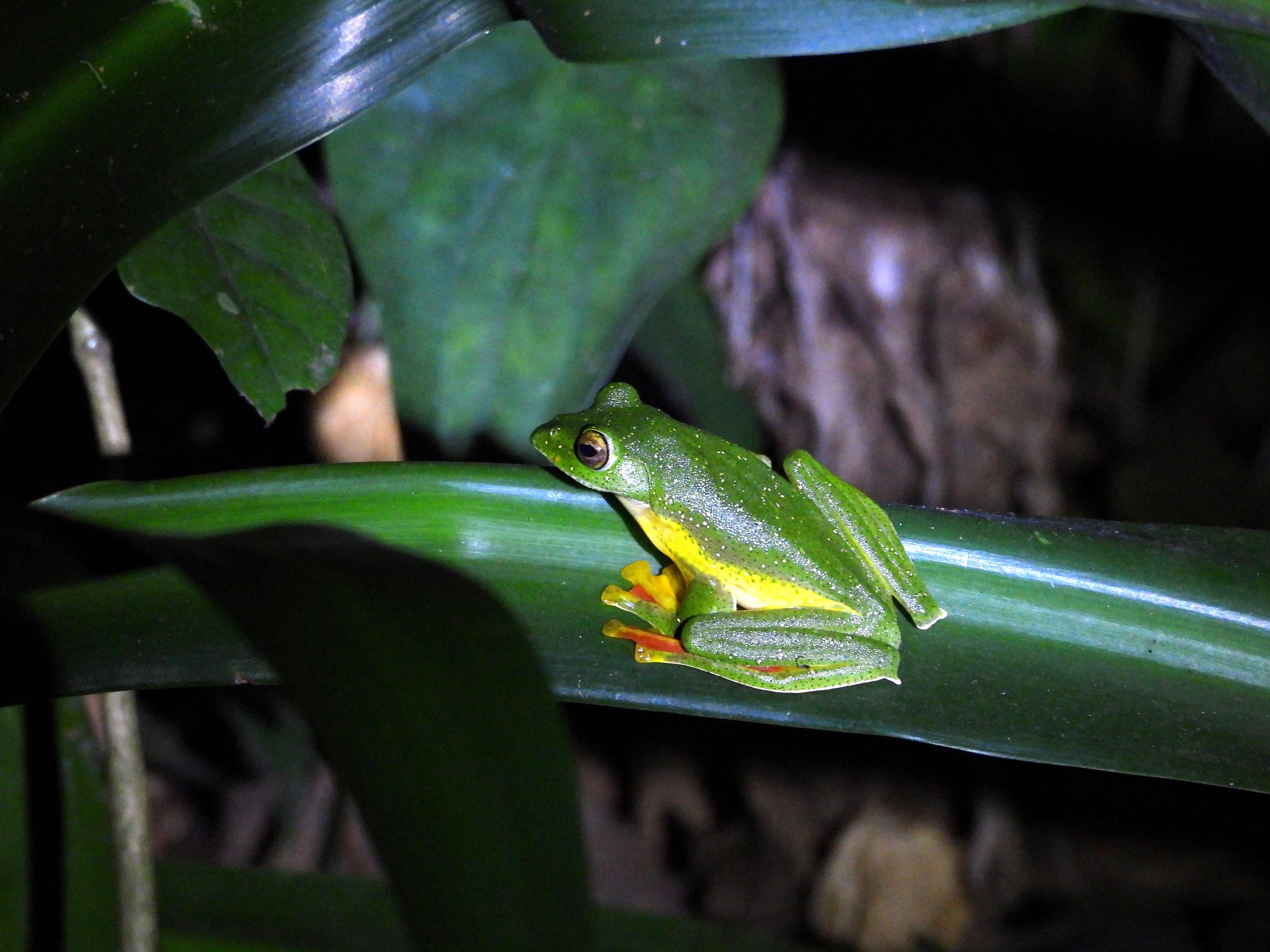 Malabar Gliding Frog