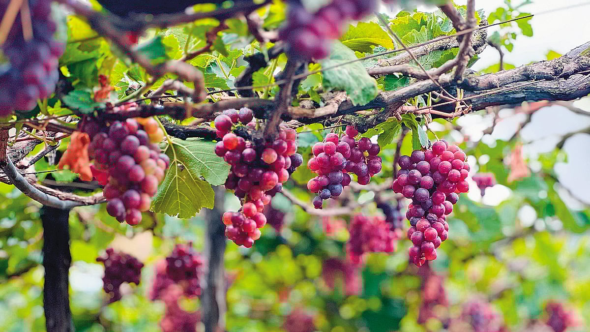 Cumbum Paneer Grapes hanging in a vineyard