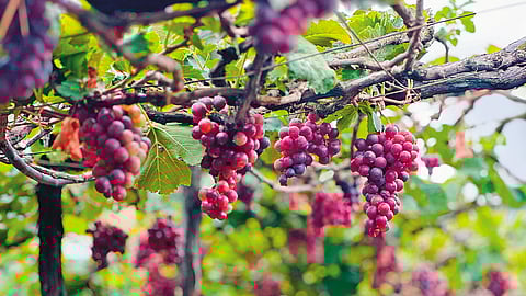 Cumbum Paneer Grapes hanging in a vineyard