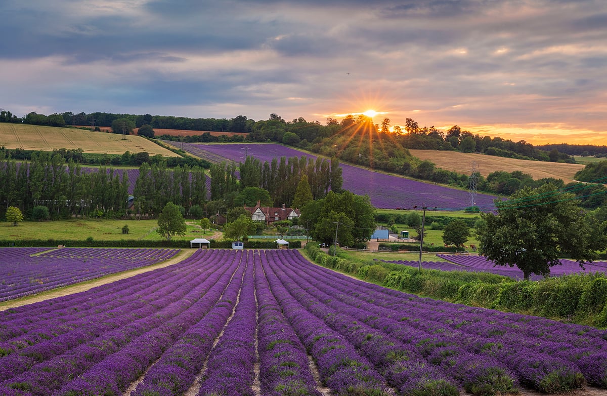 Castle Farm Lavender Field